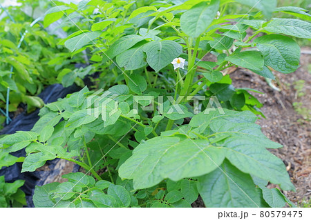 白い花を咲かせる野菜 ジャガイモ の写真素材