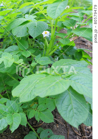 白い花を咲かせる野菜 ジャガイモ の写真素材