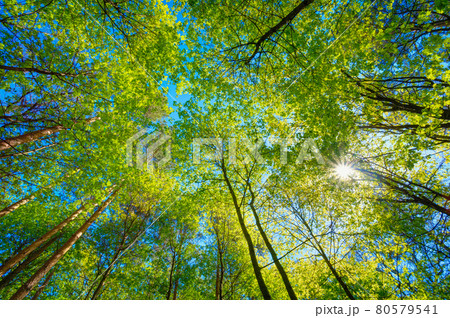 Sunny Canopy Of Tall Trees. Sunlight In Deciduous Forest, Summer Nature. Upper Branches Of Tree. Low Angle View. Sunny Canopy Of Tall Trees. Sunlight In Deciduous Forest, Summer Nature. Upper Branches Of Tree. Low Angle View. 80579541