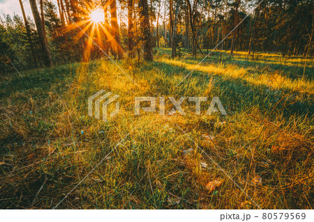 Sunbeams Pour Through Trees In Autumn Forest At Sunset. Russian Nature Sunbeams Pour Through Trees In Autumn Forest At Sunset. Russian Nature 80579569