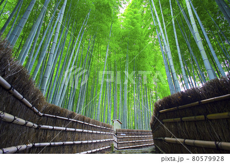 京都嵯峨野で散策 80579928