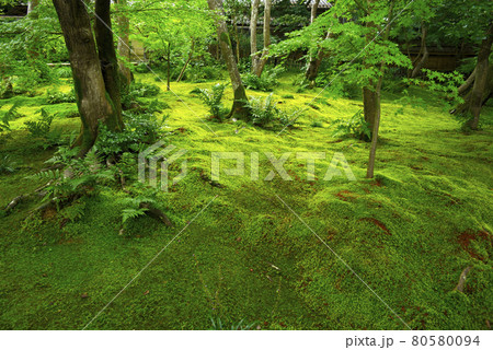 京都嵯峨野で散策 京都嵯峨野で散策 80580094