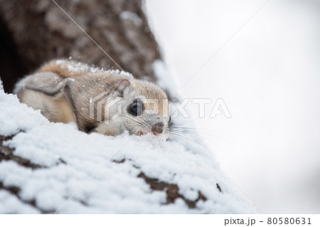 雪を食べるエゾモモンガ 雪を食べるエゾモモンガ 80580631