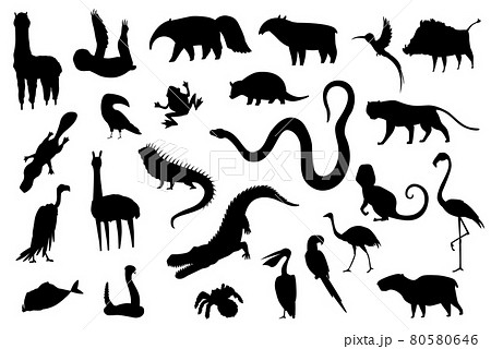 Silhouette animals of south america. Nature fauna collection. Geographical local fauna. Mammals living on continent. Vector illustration 80580646