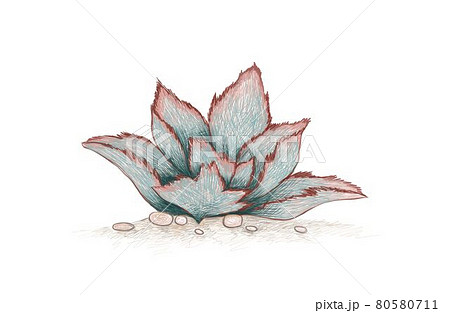 Hand Drawn Sketch of Kalanchoe Beharensis Succulent Plant 80580711