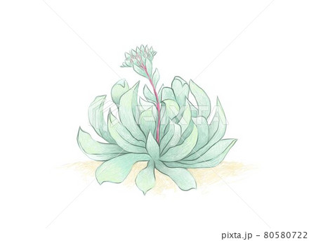 Hand Drawn Sketch of Echeveria Runyonii Succulent 80580722