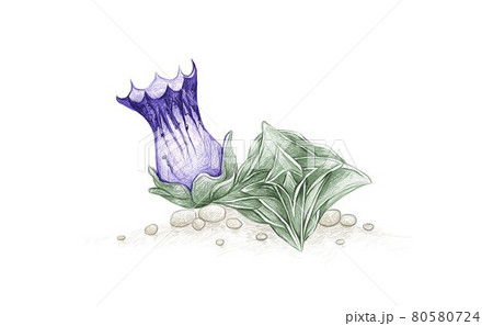 Hand Drawn Sketch Of Gentiana Urnula Succulent Stock Illustration 80580724 Pixta
