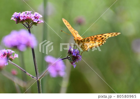 ガーデンミュージアム比叡 ガーデンミュージアム比叡 80580965