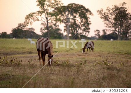 Horse resting in a pasture area 80581208