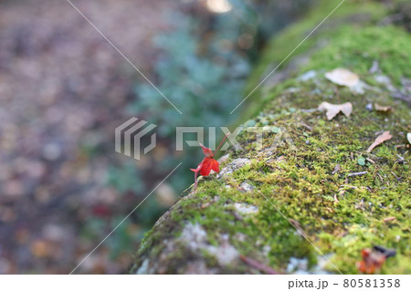 秋の気配 苔と色づいた落ち葉が一枚 秋の気配 苔と色づいた落ち葉が一枚 80581358