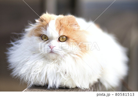 飼い猫 白い 飼い猫 白い 80581513