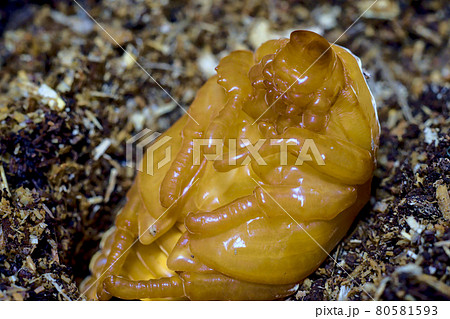 カブトムシのサナギ カブトムシのサナギ 80581593