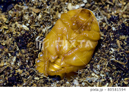 カブトムシのサナギ カブトムシのサナギ 80581594