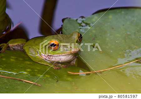 モリアオガエルの写真素材