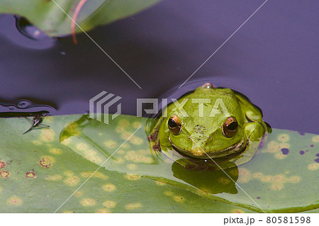 モリアオガエル 80581598