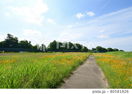 相模川の河川敷に繁茂するオオキンケイギク 相模川の河川敷に繁茂するオオキンケイギク 80581926