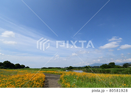 相模川の河川敷に繁茂するオオキンケイギク 80581928