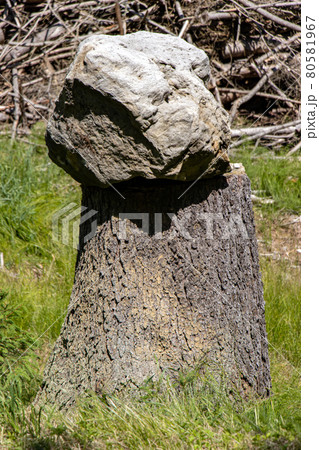 Large stone boulder on an tree stump at forest. Large stone boulder on an tree stump at forest. 80581967