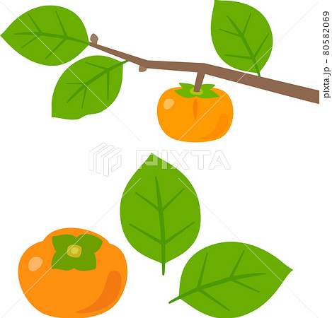 枝に付いている柿の実と葉 枝に付いている柿の実と葉 80582069