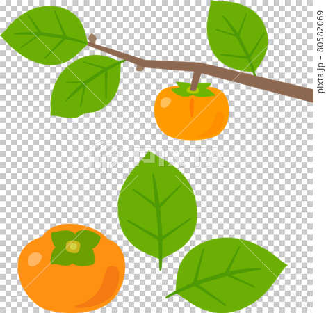 枝に付いている柿の実と葉 枝に付いている柿の実と葉 80582069