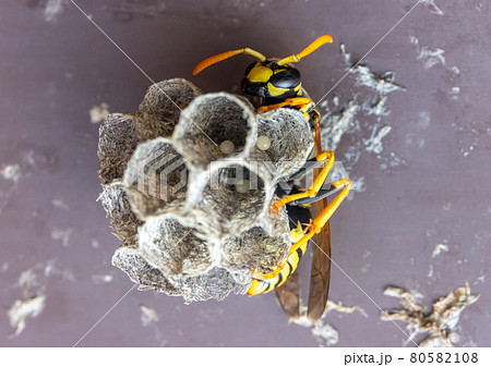 The wasp queen builds a nest under the roof of the house 80582108