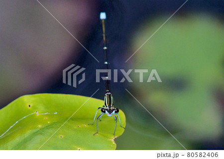 イトトンボ 80582406