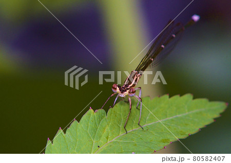 イトトンボ 80582407