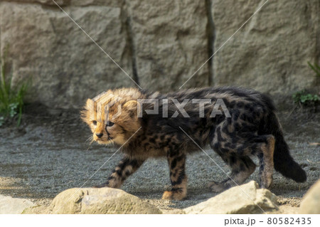 多摩動物園の歩き始めた生後2ヶ月のキングチーター 多摩動物園の歩き始めた生後2ヶ月のキングチーター 80582435