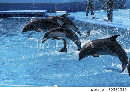 ジャンプするイルカ 新潟県新潟市 ジャンプするイルカ 新潟県新潟市 80582556