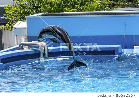 ジャンプするイルカ　新潟県新潟市 80582557