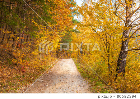 Autumn rural landscape. A dirt road lined with colorful trees. Autumn rural landscape. A dirt road lined with colorful trees. 80582594