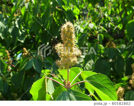 アカメガシワ アカメガシワ 80582802