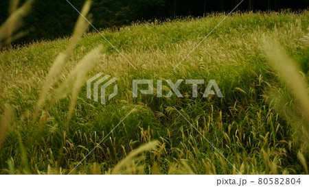 ここでしか見れない秋の絶景。箱根仙石原の一面のススキの原。 80582804