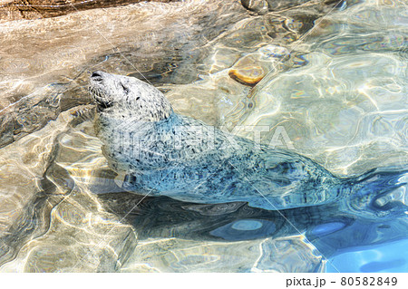 水族館の風景　日光浴をするゴマフアザラシ　新潟県新潟市 80582849