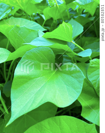 さつまいもの葉っぱ 80582851