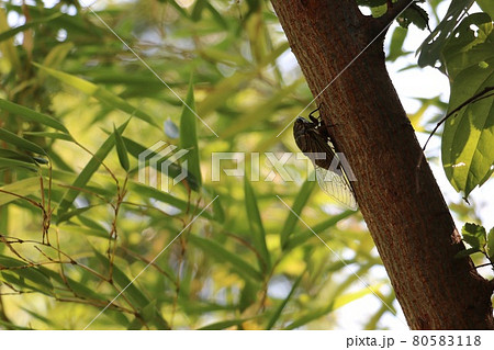 クマゼミ クマゼミ 80583118