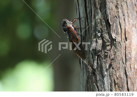 アブラゼミ 80583119