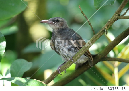 ヒヨドリ 幼鳥 ヒヨドリ 幼鳥 80583133