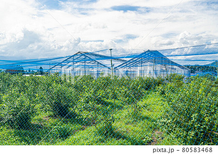 安曇野市 ブルーベリーの畑 安曇野市 ブルーベリーの畑 80583468