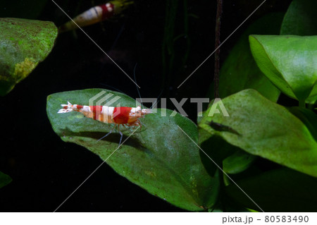 Red bee dwarf shrimp stay on green leaf alone and look to right side with dark background freshwater Red bee dwarf shrimp stay on green leaf alone and look to right side with dark background freshwater 80583490