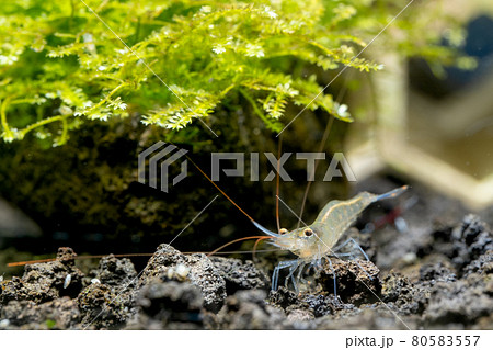 Close up Sulawesi Blue Leg Poso shrimp look for food near moss in lava stone of fresh water Close up Sulawesi Blue Leg Poso shrimp look for food near moss in lava stone of fresh water 80583557