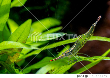 Long nose dwarf shrimp stay on green leaf and look for food on aquatic plant in fresh water 80583569