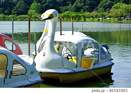 茨城県水戸市の千波湖に浮かぶスワンボート 80583902