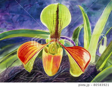 Watercolor painting orchid flower. 80583921