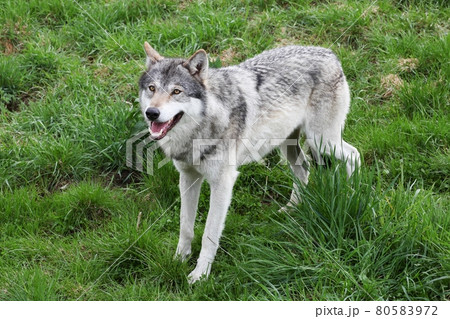 Wolf in the nature 80583972