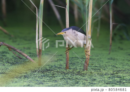 Little Bittern Hunt 80584681