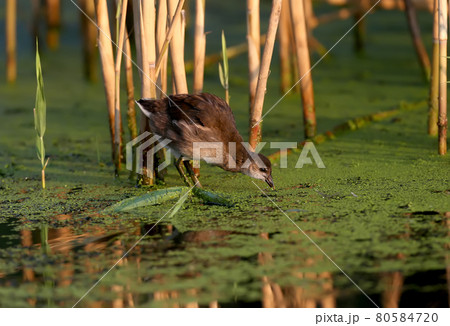 The common moorhen (Gallinula chloropus) 80584720