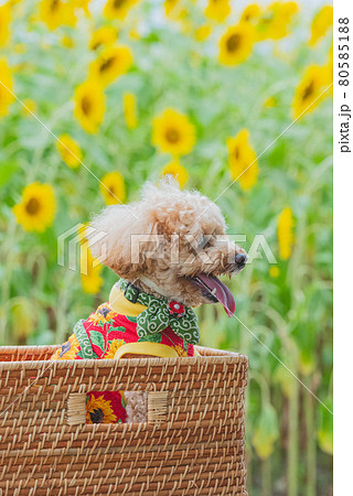 犬とひまわり 80585188