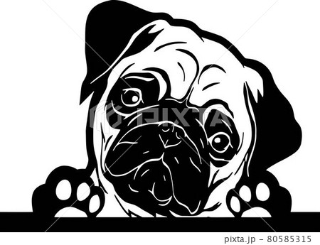 Funny Pug Peeking Dog - head isolated on white 80585315