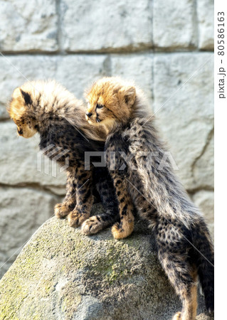 多摩動物園で岩登りの練習を始めた赤ちゃんチーター 多摩動物園で岩登りの練習を始めた赤ちゃんチーター 80586163